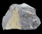 Hoploscaphites Brevis Ammonite - South Dakota #60241-2